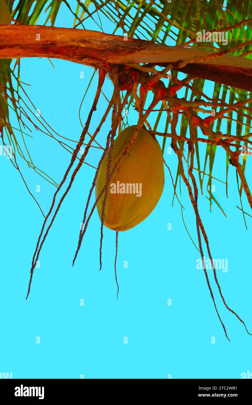 Single coconut Latin name cocos nucifera hanging from a tree Stock Photo
