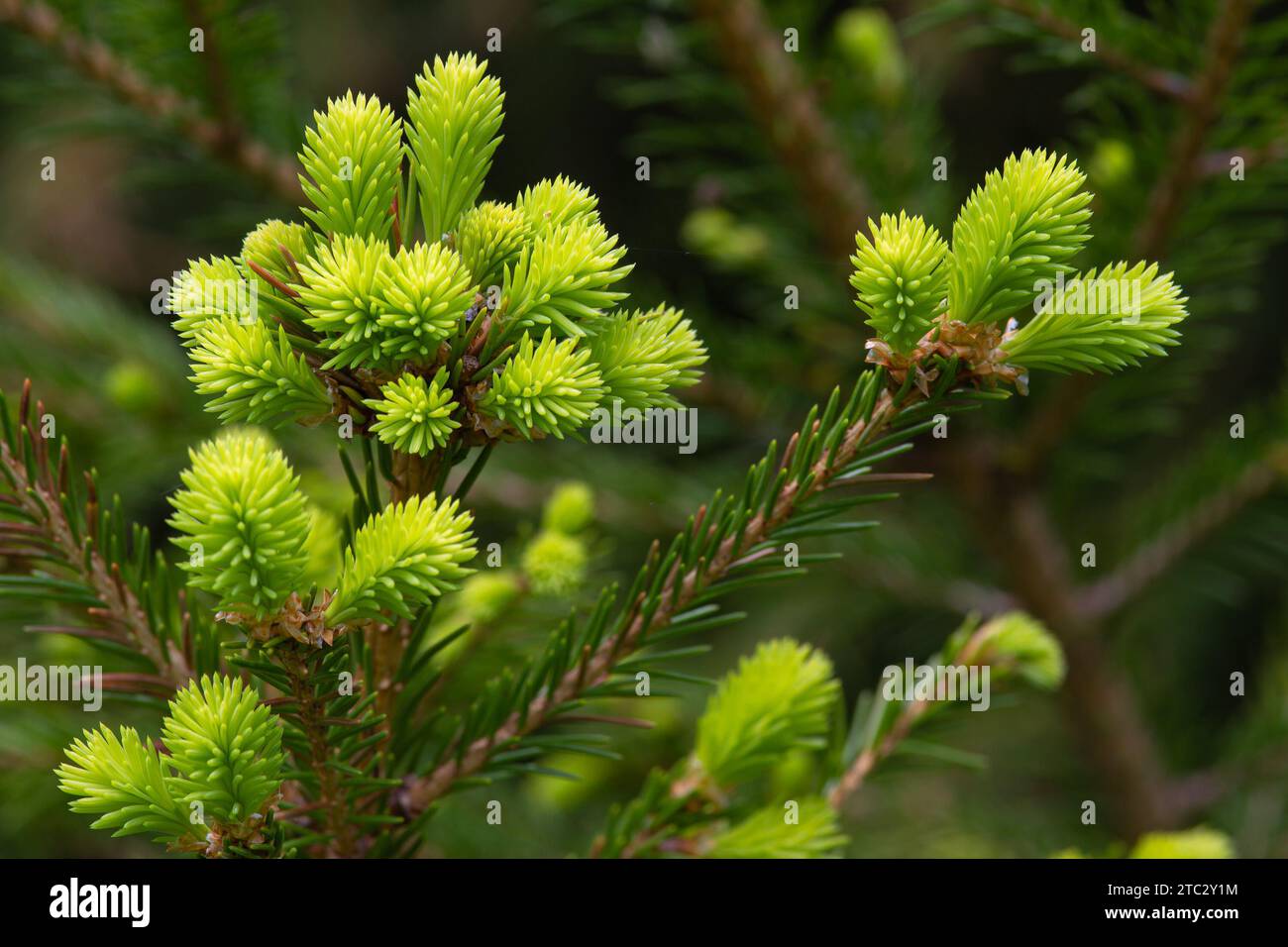 fresh green shoots appeared on the branches of the fir tree in the spring Stock Photo