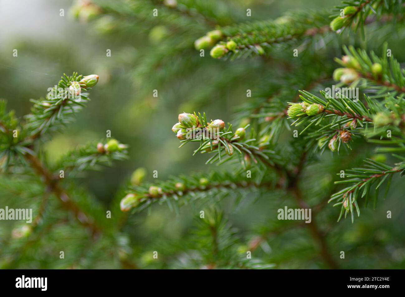 fresh green shoots appeared on the branch of the fir tree in the spring Stock Photo
