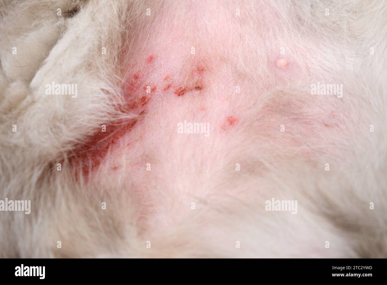 The cat scratched his stomach from itchy skin to scratches and wounds. The belly of a cat with wounds and skin problems from stress or allergies Stock Photo