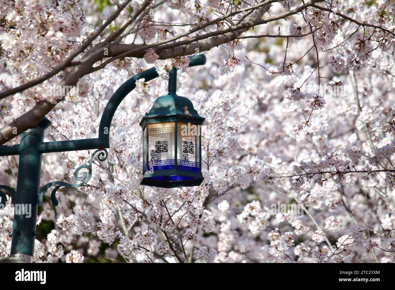 A lantern hangs gracefully amidst a gentle shower of white cherry