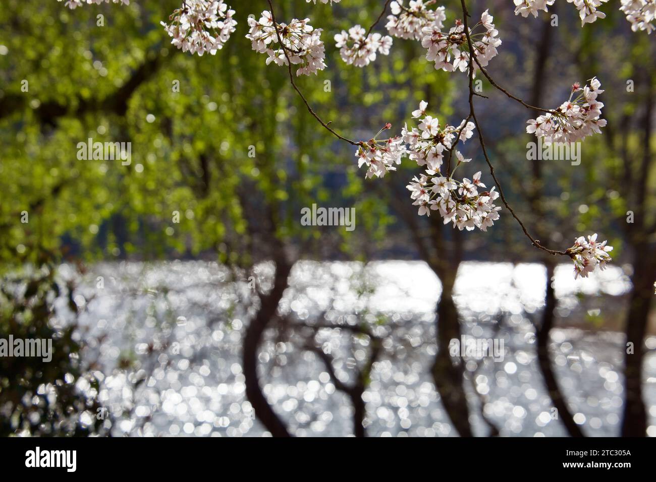 In the foreground, delicate small cherry blossoms hang from thin branches, while in the background, a serene landscape of lush green trees and blurred Stock Photo
