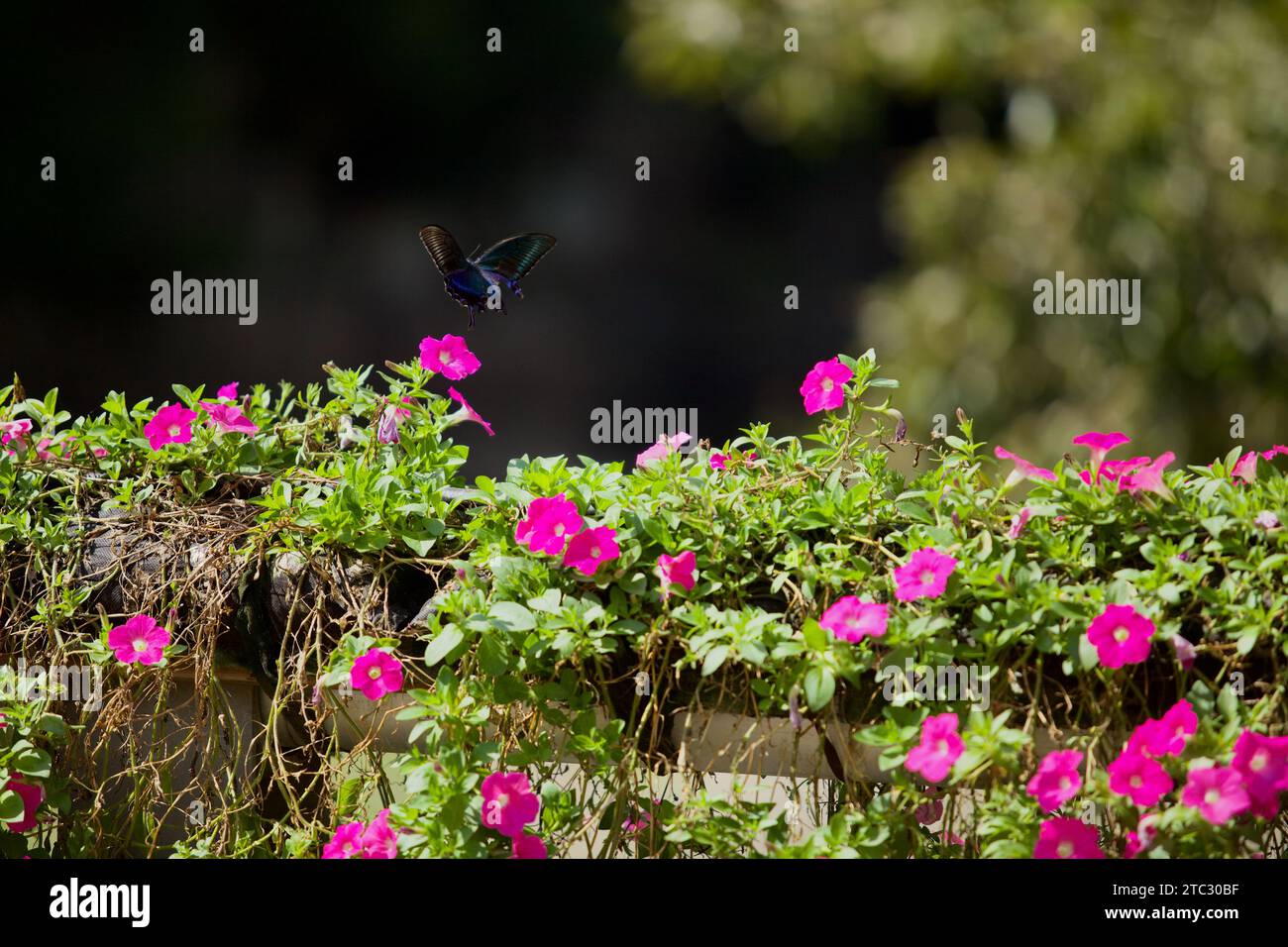 Harmonious scene captures hi-res stock photography and images - Alamy