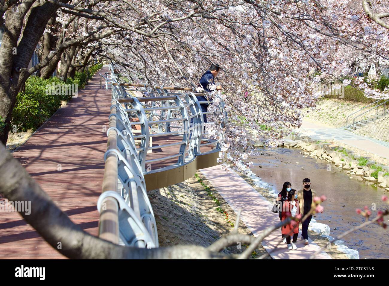 Cherry blossoms create a stunning canopy over a raised walkway, with people enjoying the tranquil setting both on the walkway above and on the stream Stock Photo