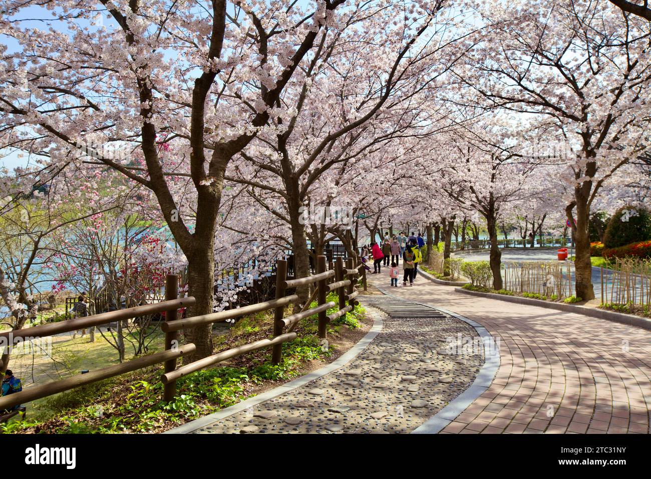 Delicate white blossoms arch above a winding stone path, offering a ...