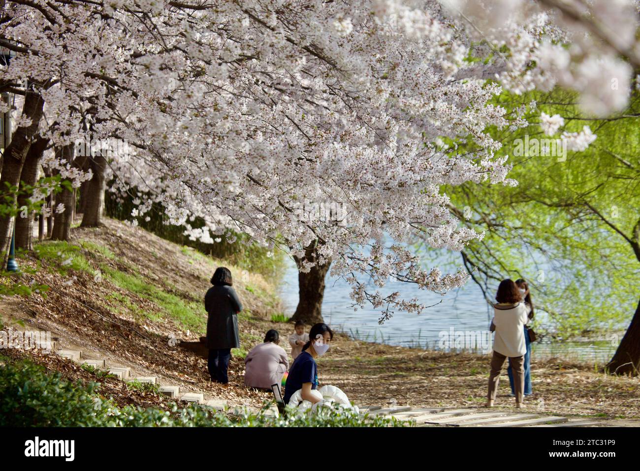 A group of people stand beneath a gentle shower of white cherry blossom petals by the lakeside, savoring the beauty of spring. Stock Photo