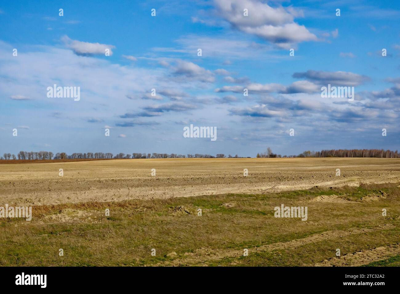 A photo of a field with a forest in the background and a blue sky with ...