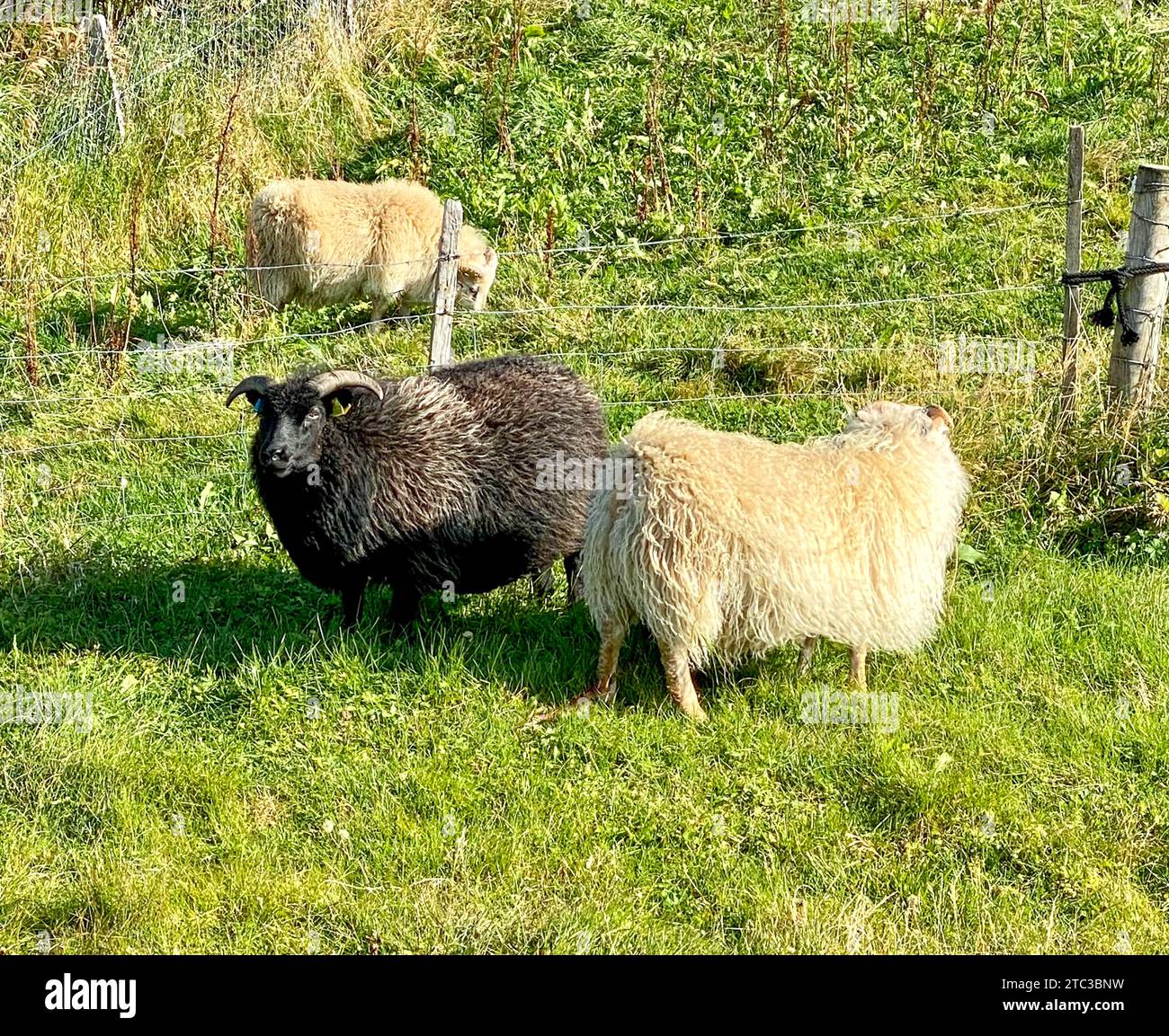 White and Black Sheep Outside the Fence Stock Photo