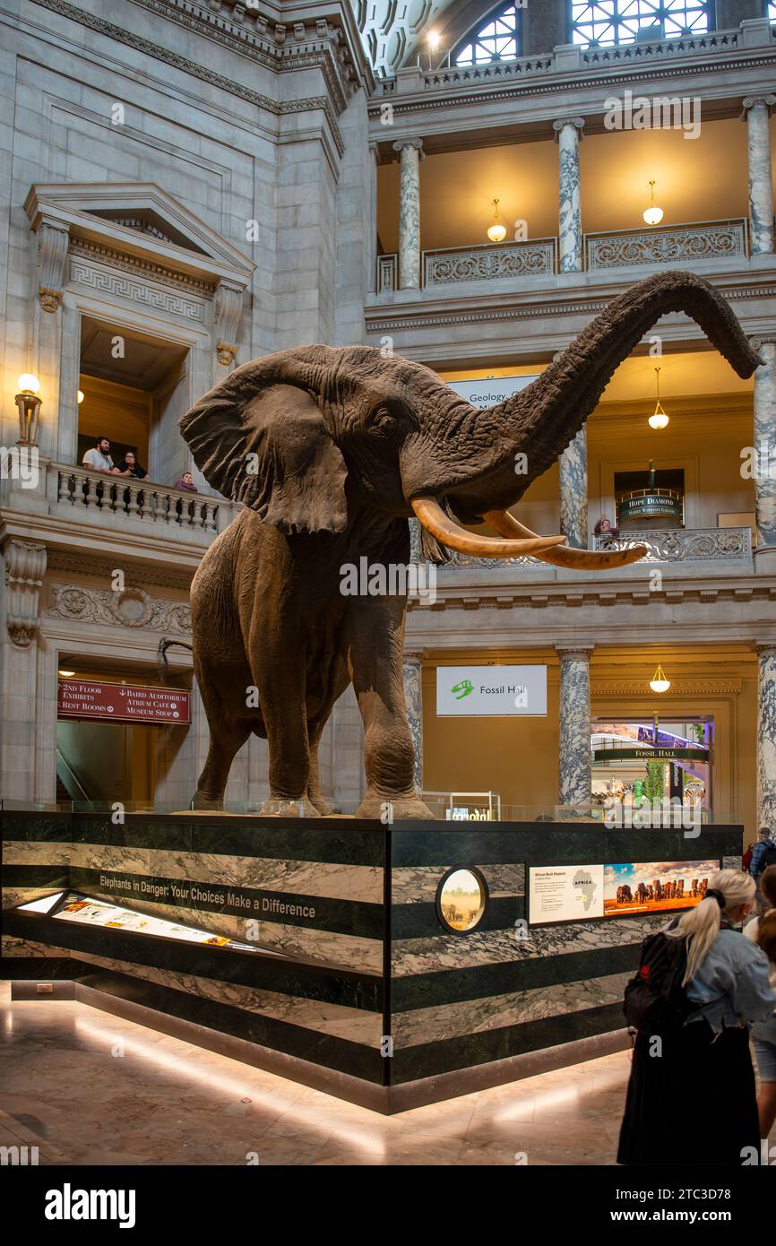 Inside the Smithsonian National Museum of Natural History in Washington DC Stock Photo