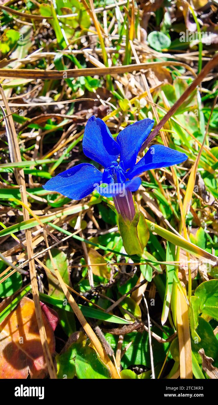 Deep blue blooming Gentian flower in an alpine meadow. Stock Photo