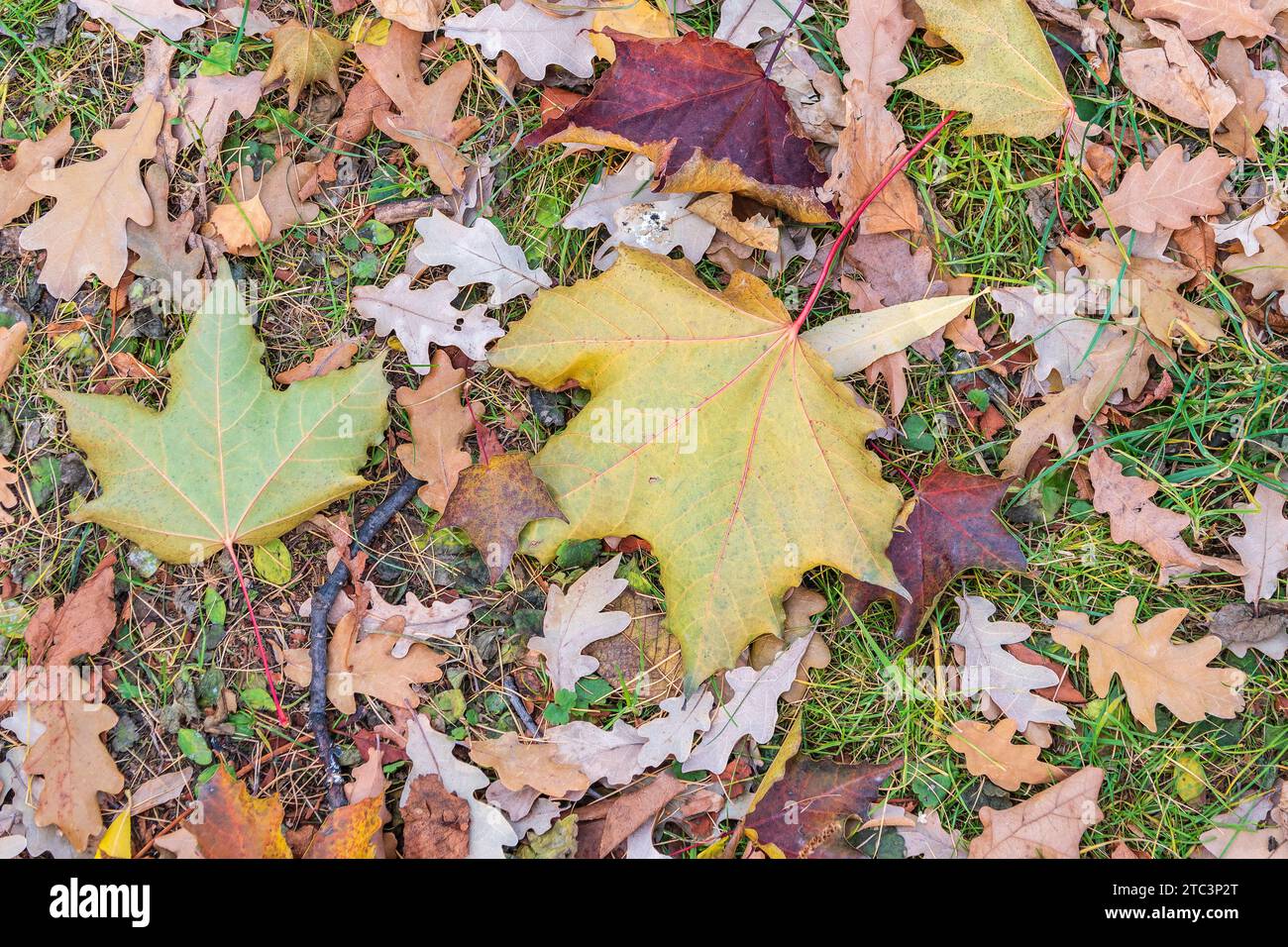 fallen yellow and orange autumn leaves on green grass on the ground. Autumn horizontal background with dried leaves in the sunlight. Stock Photo