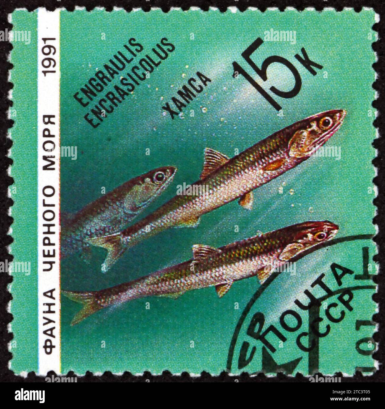 RUSSIA - CIRCA 1991: a stamp printed in Russia shows the European anchovy, engraulis encrasicolus, is a forage fish, circa 1991 Stock Photo
