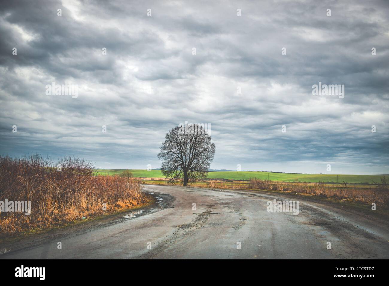 Lonely tree road hi-res stock photography and images - Alamy