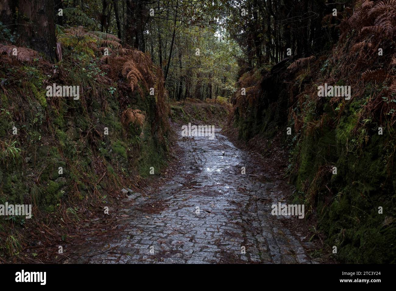 Trail and fall woods on the St. James Trail Stock Photo - Alamy