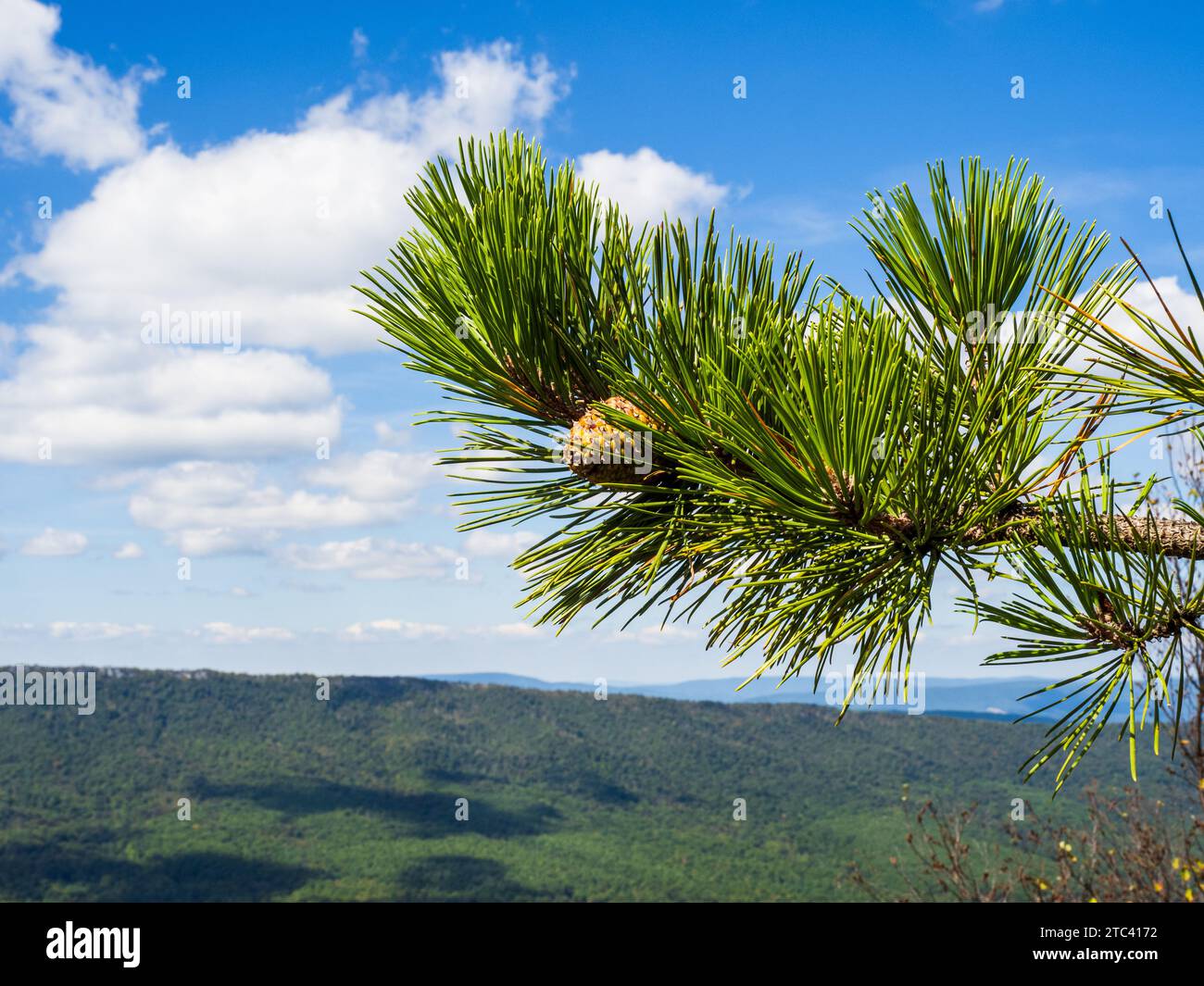 A close-up of a pine tree branch with a pine cone set against the backdrop of the sky and the stunning wilderness, showcasing wooded mountains visible Stock Photo