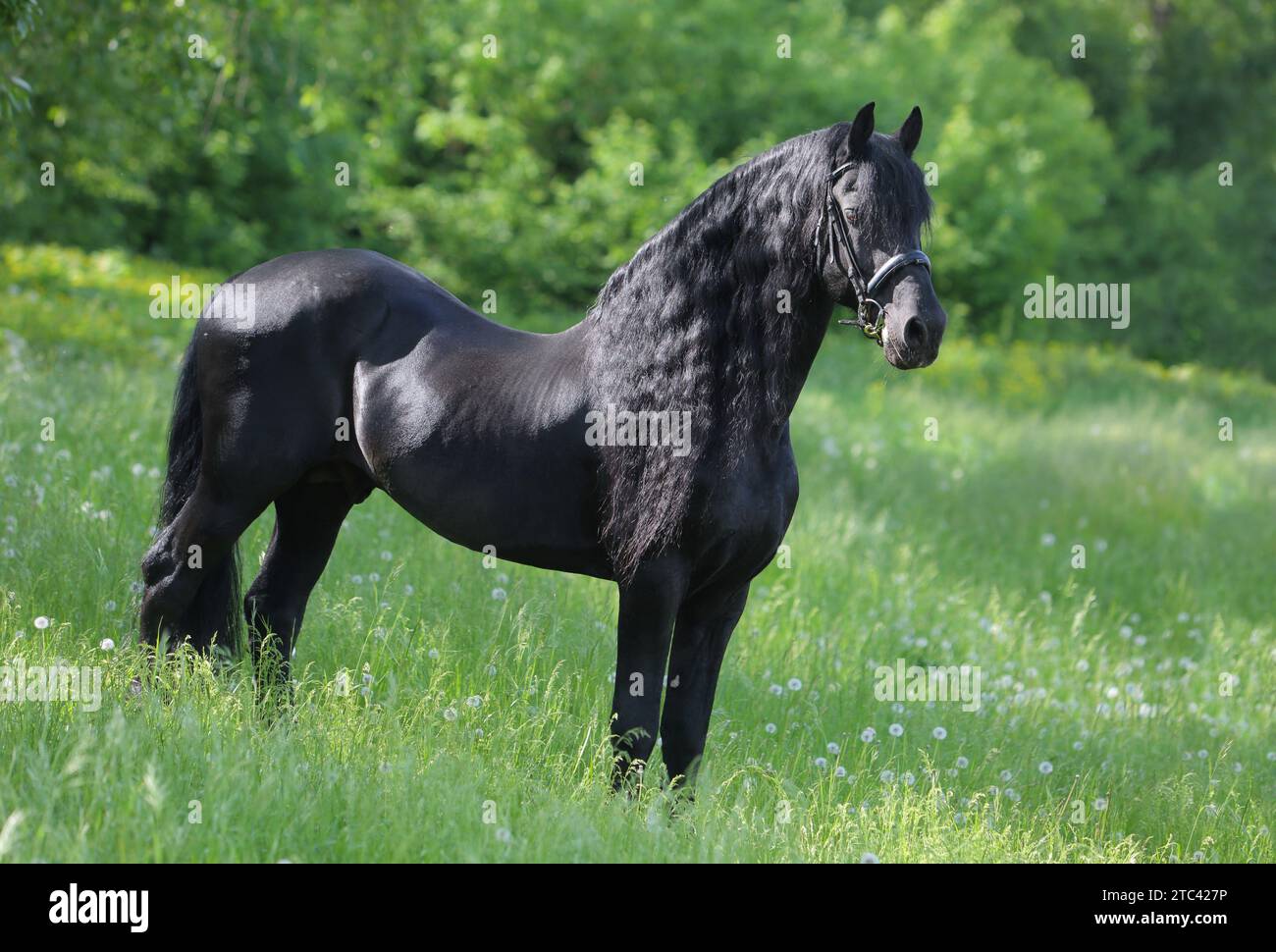 Dressage friesian horse portrait in outdoor Stock Photo