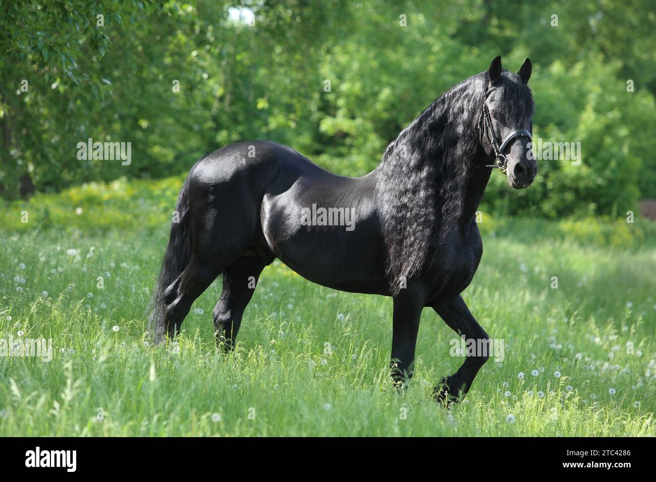 Dressage friesian horse portrait in outdoor Stock Photo