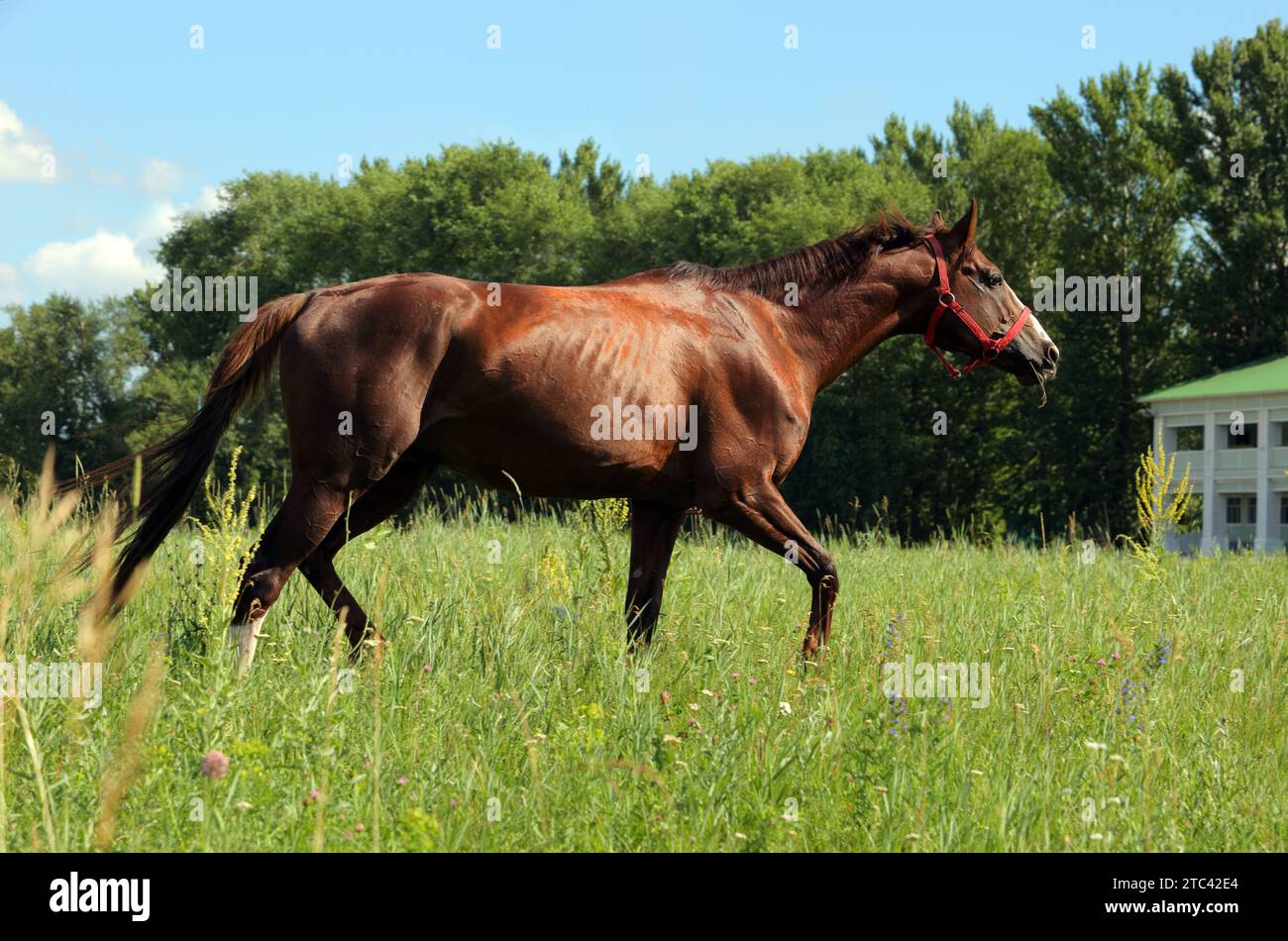 Beautiful bay horse running on the field Stock Photo
