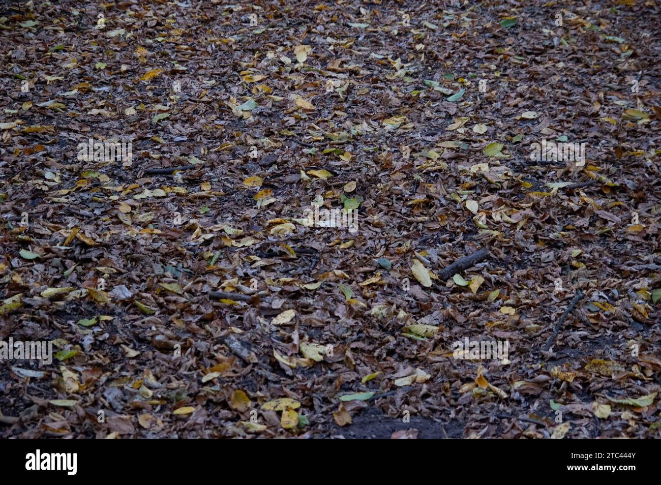 Autumn background: wet fallen leaves lying on the ground Stock Photo ...
