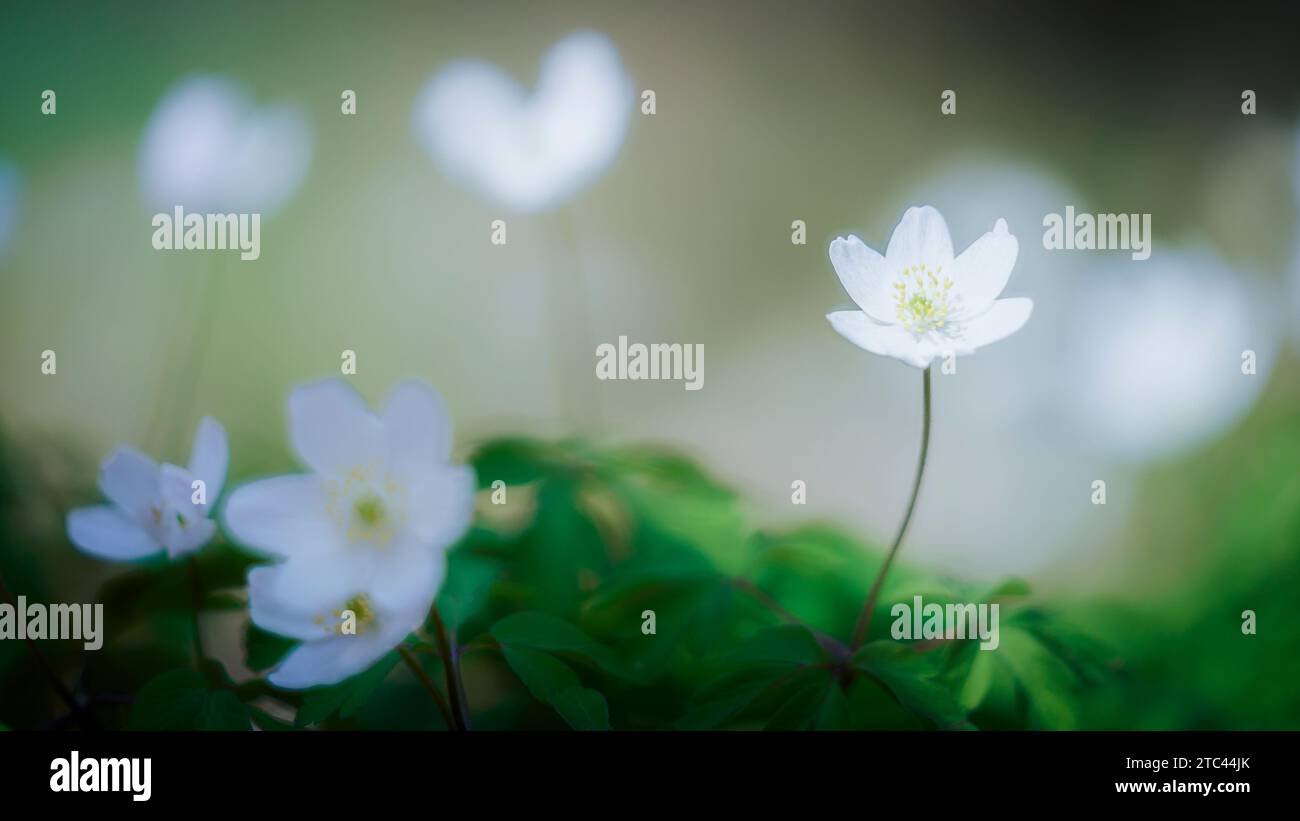 Environment With Spring Spring forest landscape with fresh windflowers outdoors. Nature and ...