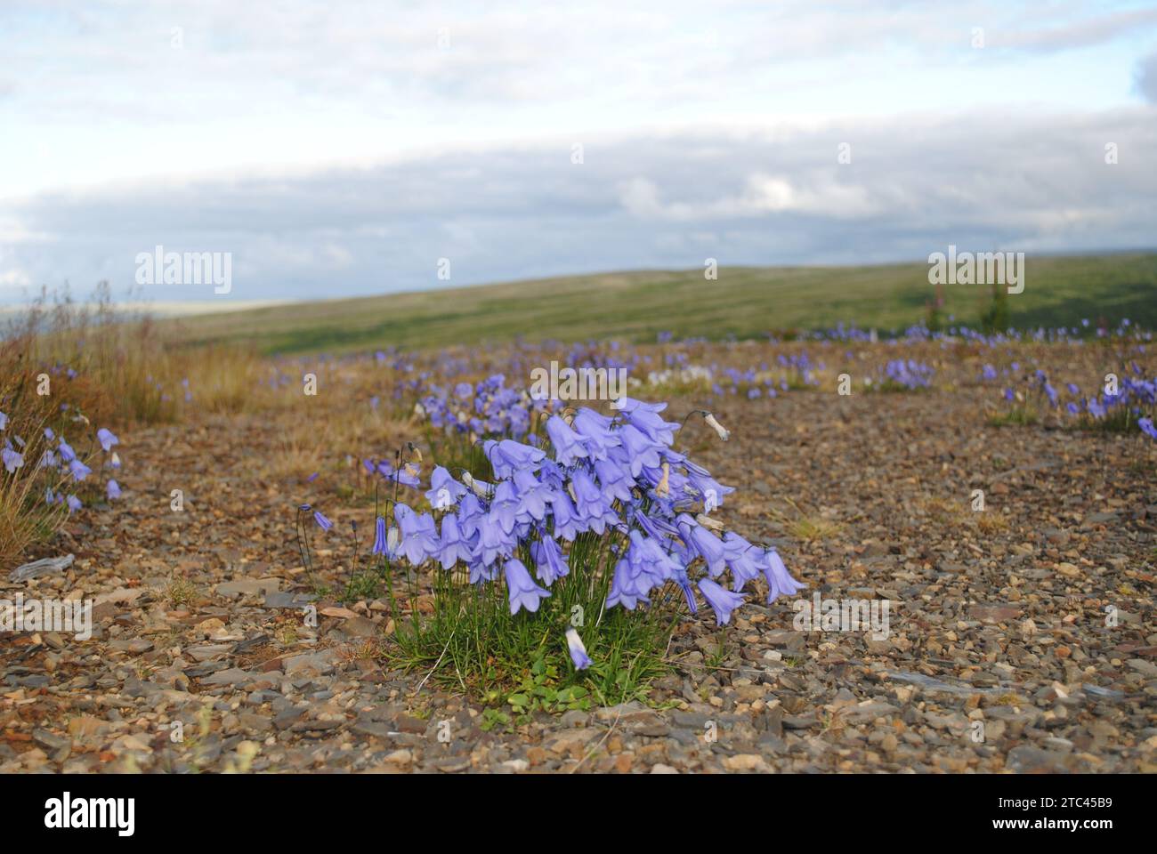 The bluebells above the Northern Polar circle Stock Photo