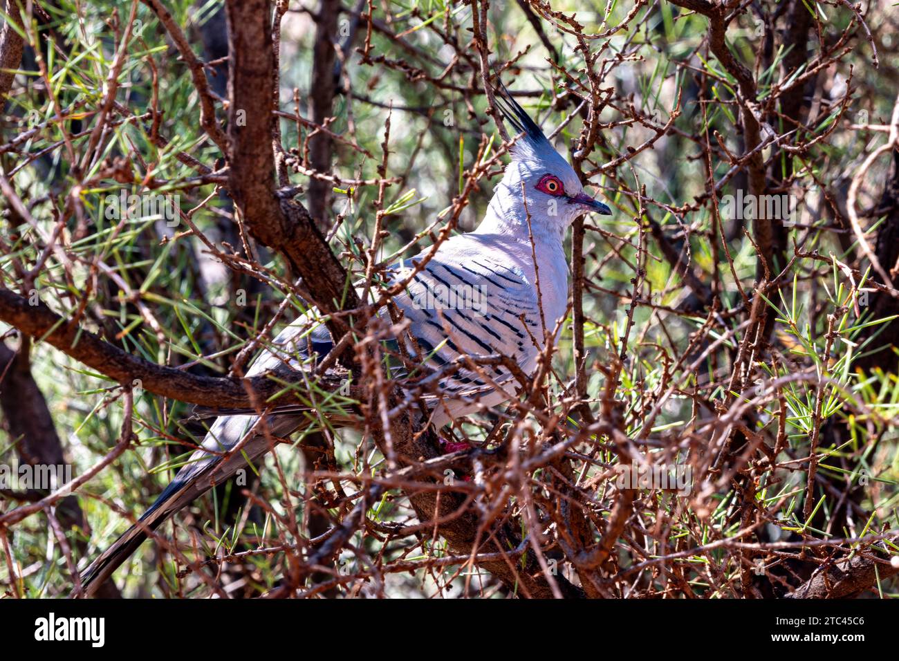 The crested pigeon (Ocyphaps lophotes) is a bird found widely throughout mainland Australia Stock Photo