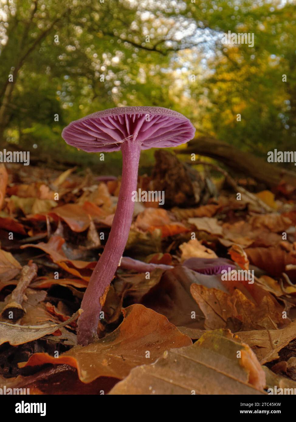 Amethyst deceiver (Laccaria amethystina) fungus fruiting on a woodland floor, New Forest, Hampshire, UK, November. Stock Photo