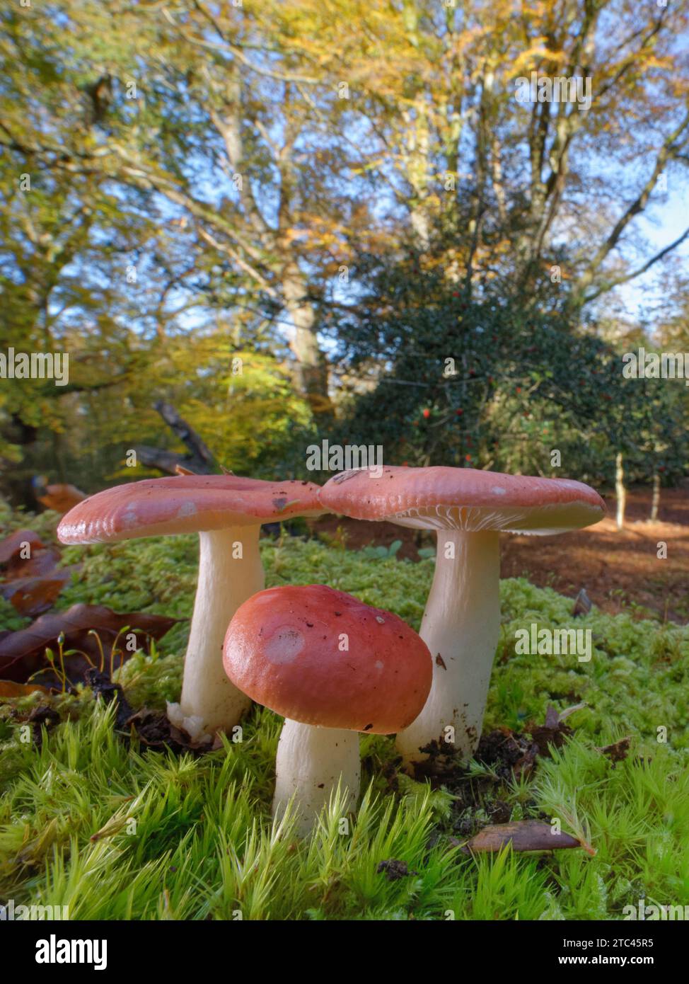 Brittlegill (Russula sp.) mushroom clump fruiting on a mossy woodland floor, New Forest, Hampshire, UK, November. Stock Photo