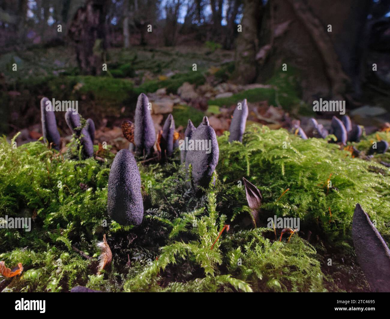 Dead Moll’s Fingers fungus (Xylaria longipes) emerging from a rotting Sycamore (Acer pseudoplatanus) log, Castle Combe, Wiltshire, UK, November. Stock Photo