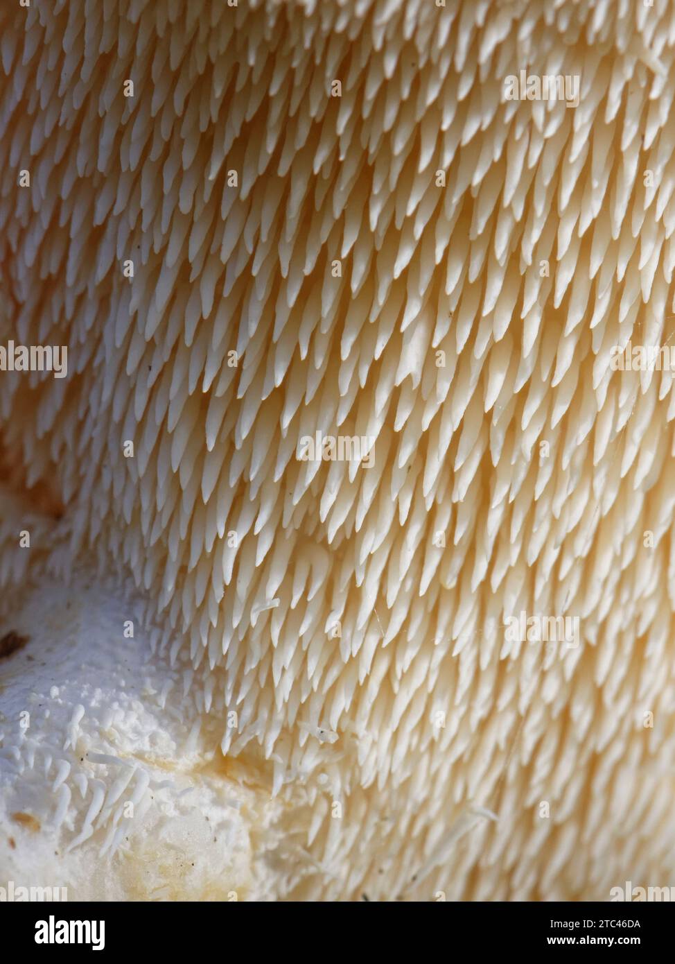 Wood hedgehog (Hydnum repandum) spore-bearing spines under the cap of this edible mushroom, New Forest, Hampshire, UK, November. Stock Photo