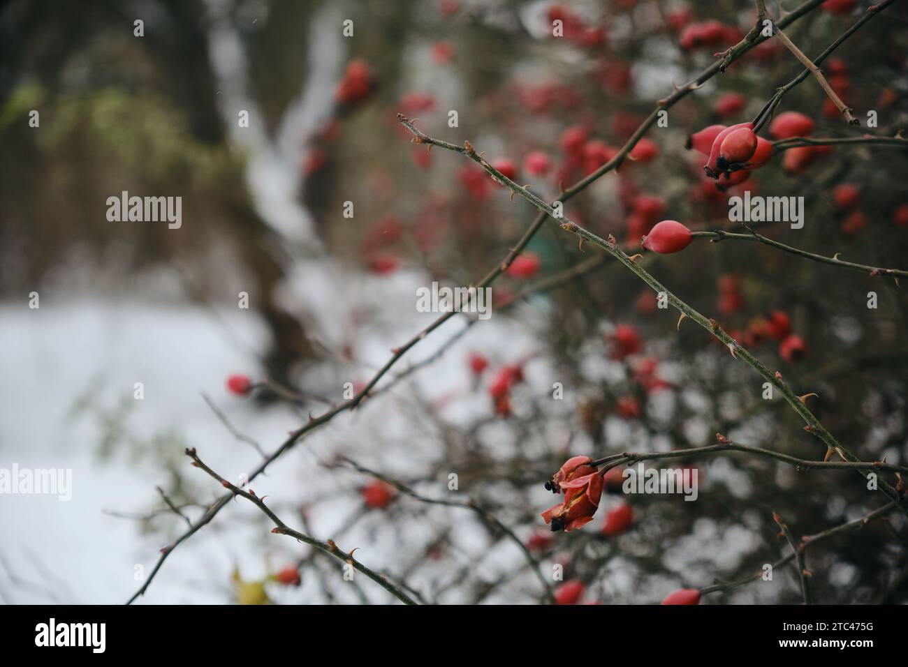 Rosehip close-up on the branches of a bush. Ripe rose hips grow in the ...