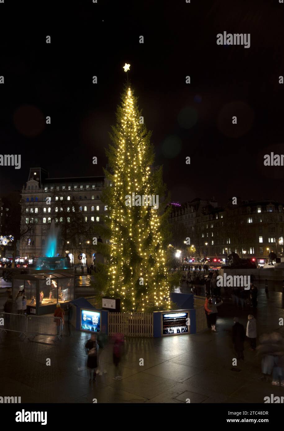 Norwegian Christmas Tree Illuminated at Night Trafalgar Square London Stock Photo Alamy