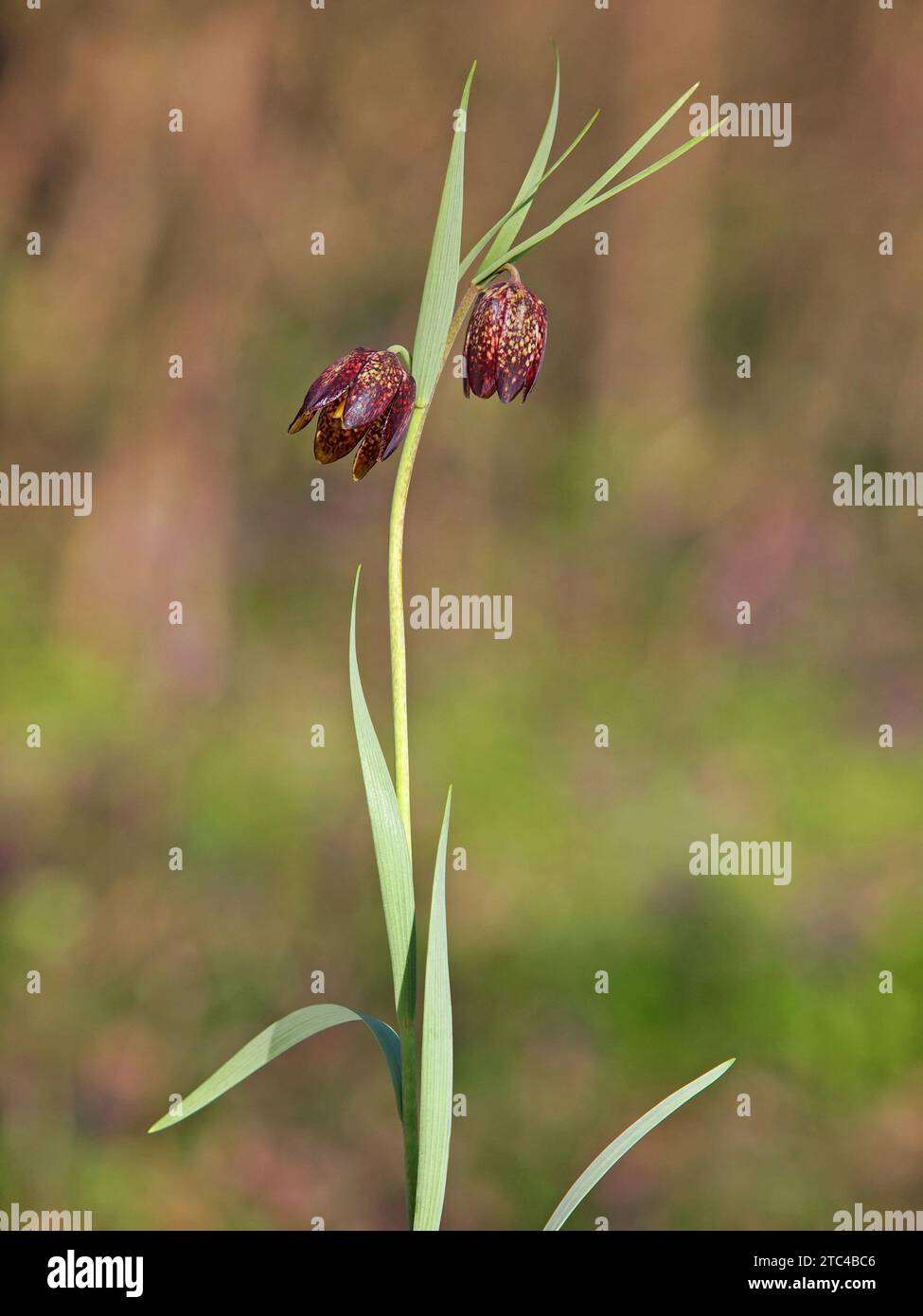 Wild flower of Alpine checkered lily, Fritillaria Montana or orientalis Stock Photo