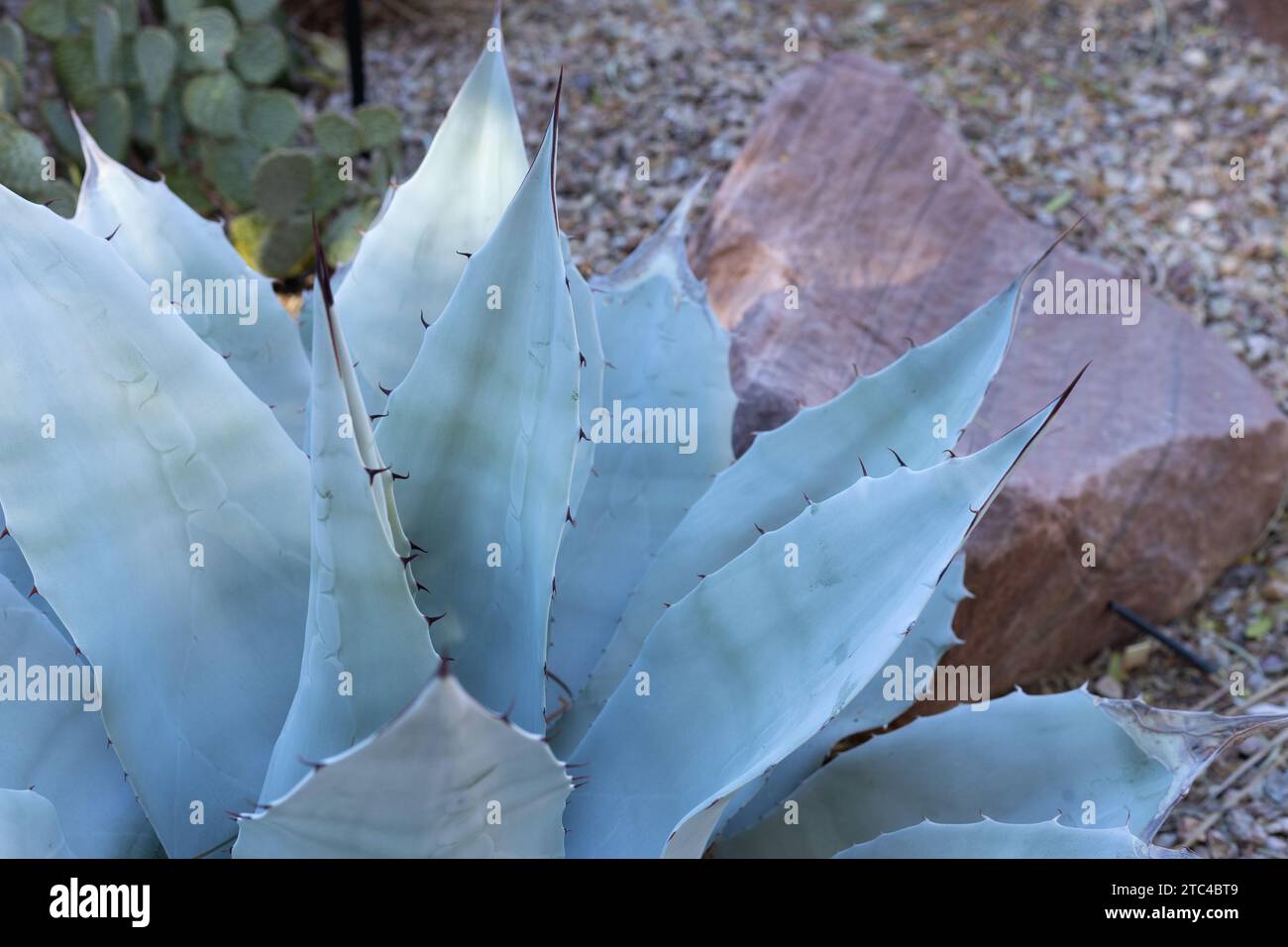 Agave parryi var. truncata - artichoke agave. Stock Photo