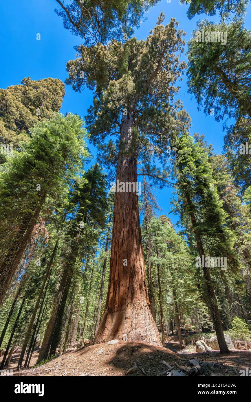 Giant sequoia trees at sunset in Sequoia National Park, California Stock Photo Alamy