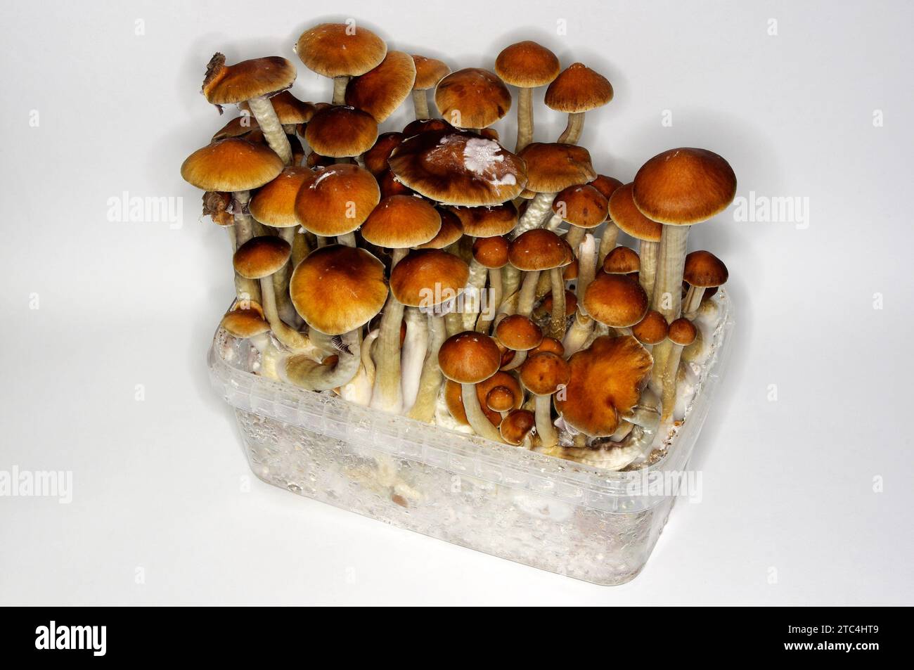 Psilocybe cubensis ‘Magic Mushrooms’ GROW KIT Stock Photo Alamy