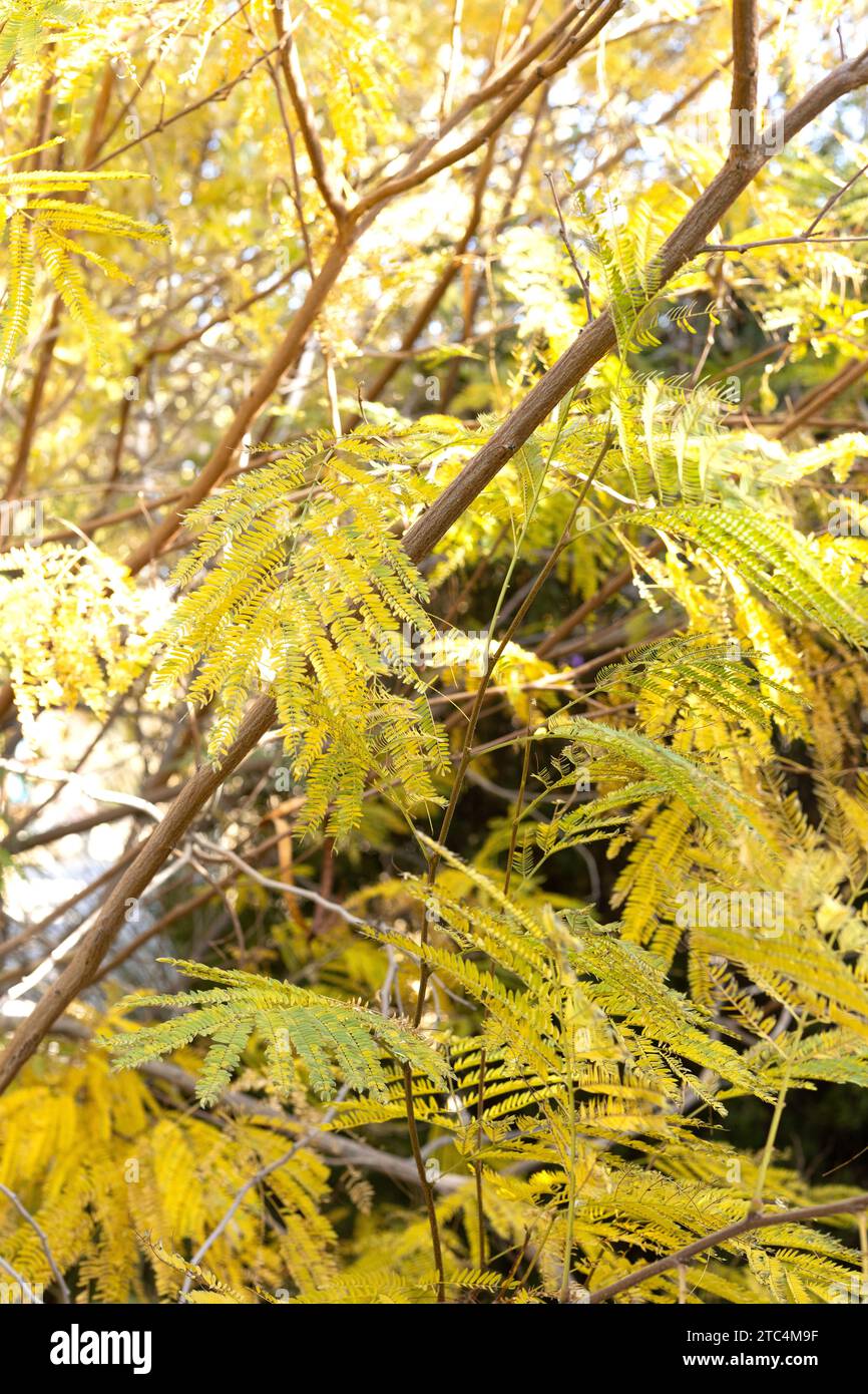 Leucaena greggii - Gregg lead tree, close up. Stock Photo