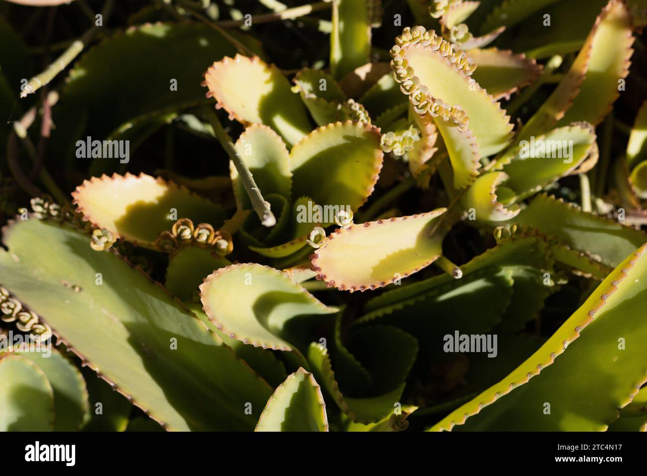 Kalanchoe Daigremontiana Mother Of Thousands Plant Stock Photo Alamy Kalanchoe daigremontiana mother of thousands plant stock photo alamy