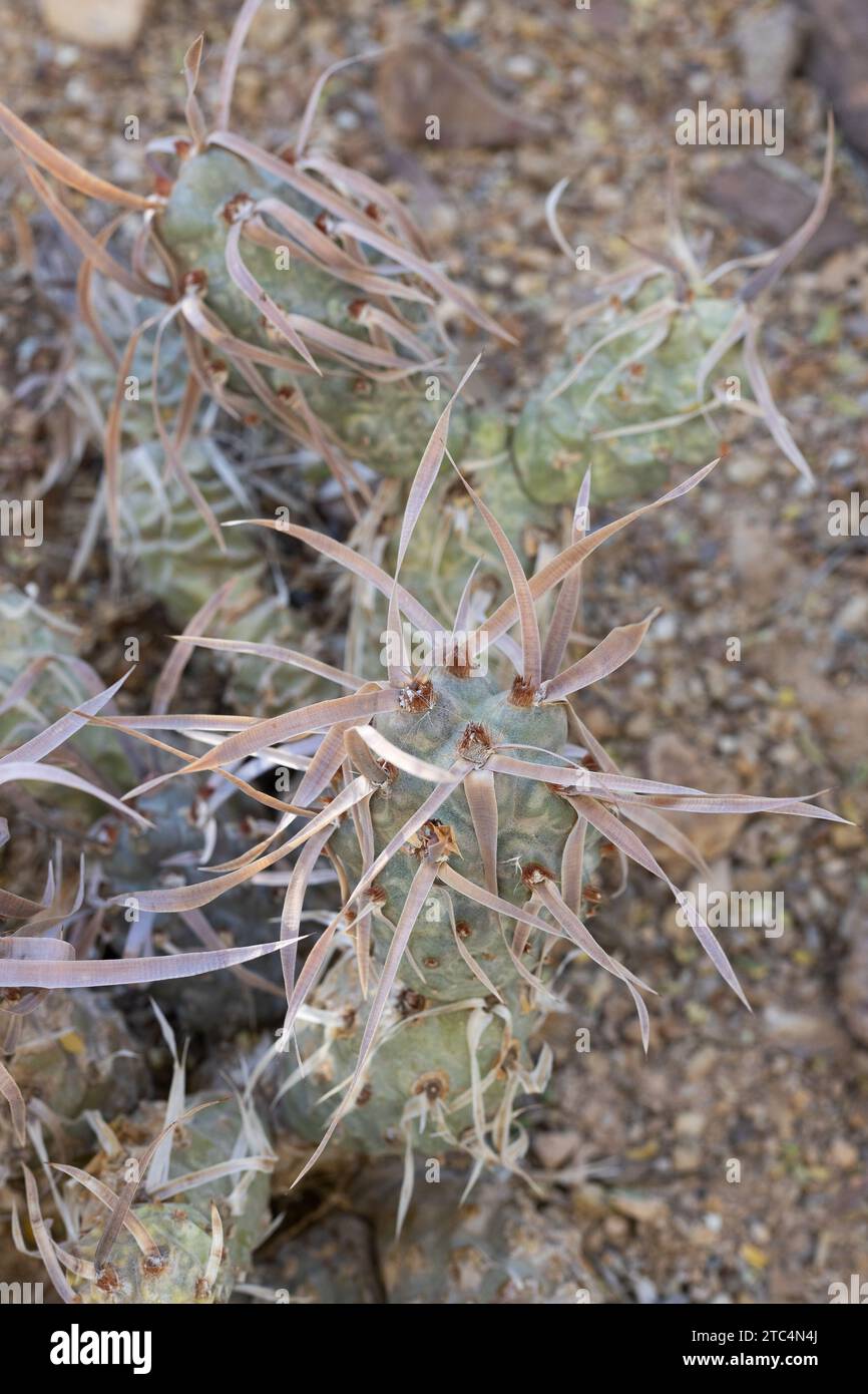 Tephrocactus articulatus - paper spine cactus. Stock Photo