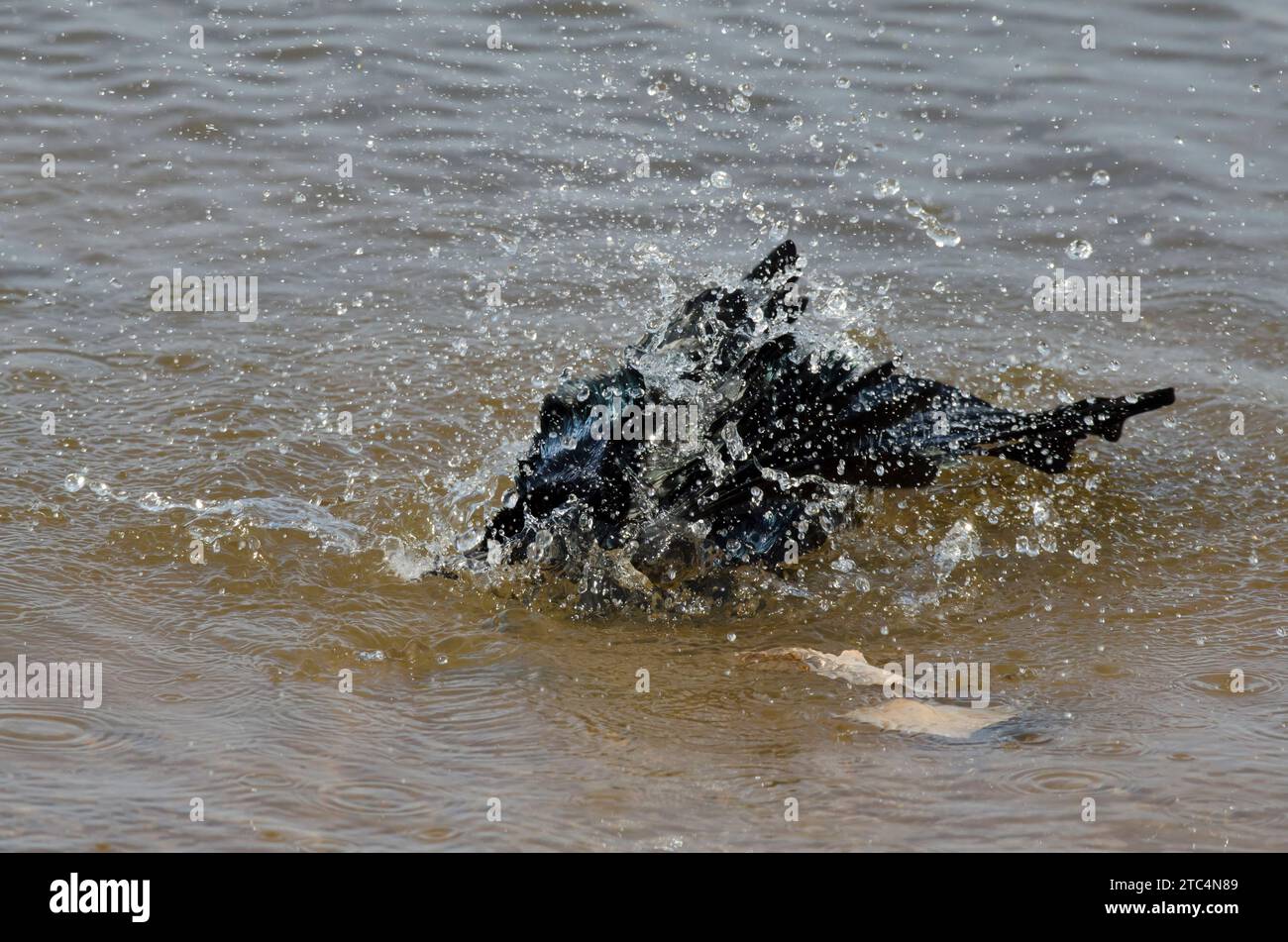 Great-tailed Grackle, Quiscalus mexicanus, male bathing along lakeshore Stock Photo