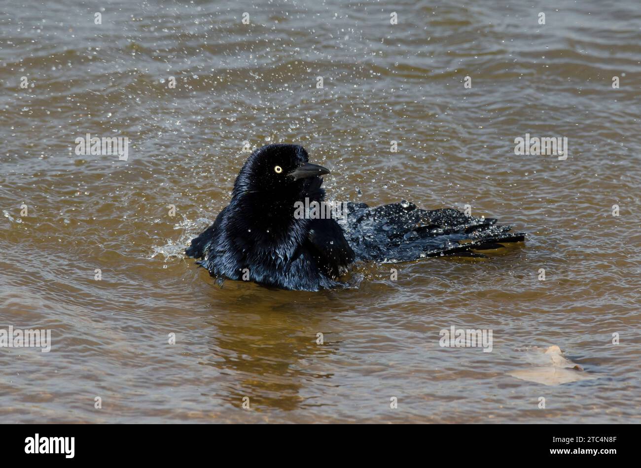 Great-tailed Grackle, Quiscalus mexicanus, male bathing along lakeshore Stock Photo