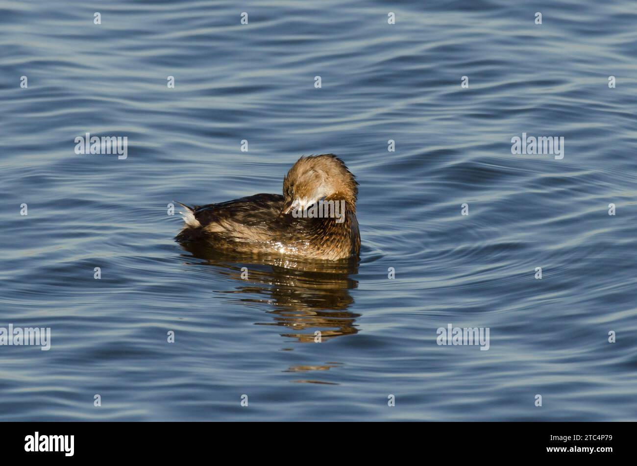 Pied-billed Grebe, Podilymbus podiceps, preening Stock Photo