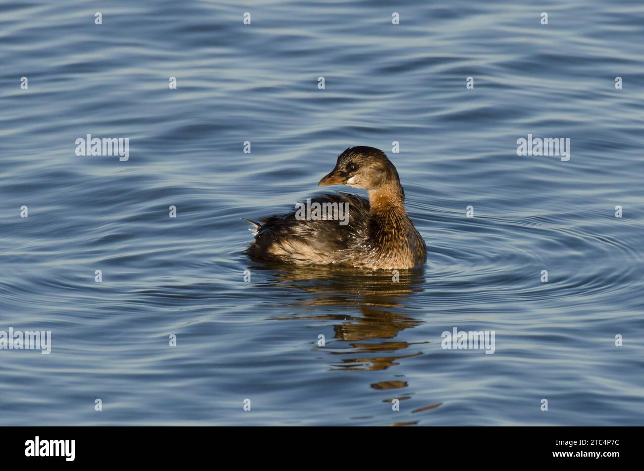 Pied-billed Grebe, Podilymbus podiceps Stock Photo