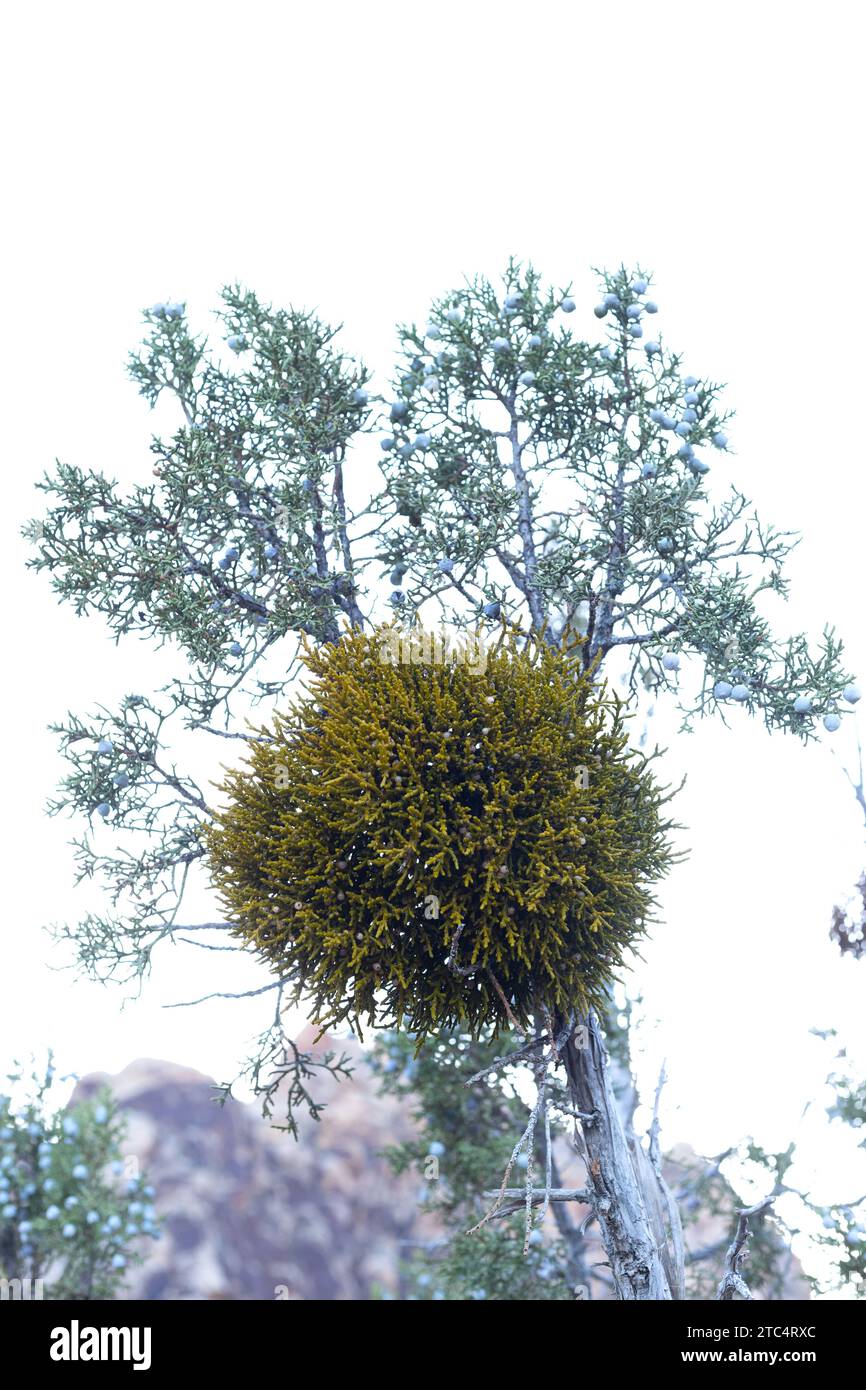 Phoradendron juniperinum - juniper mistletoe - in a juniper tree. Stock Photo