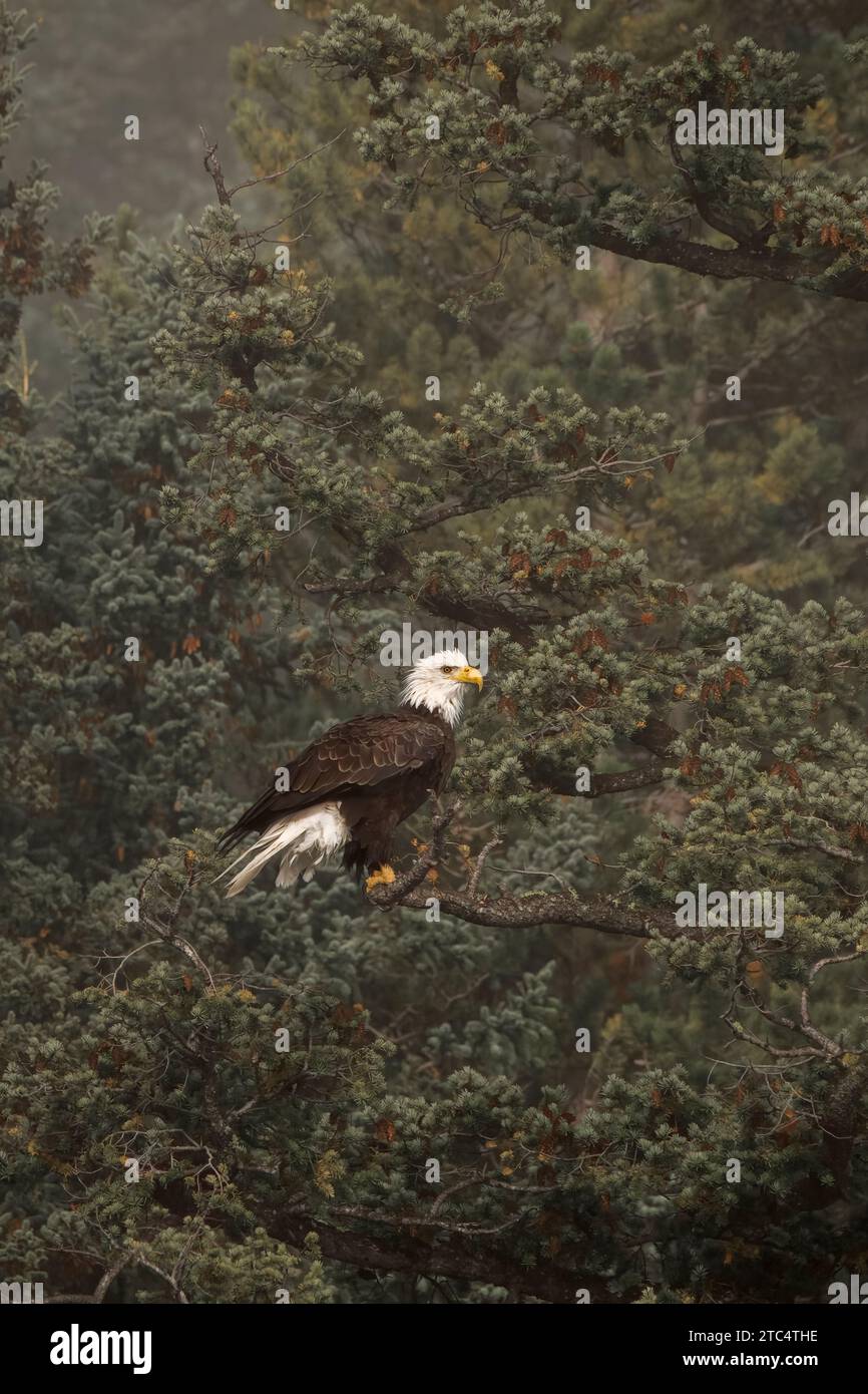Foggy day, bald eagle in pine tree, Chilko River, BC Stock Photo