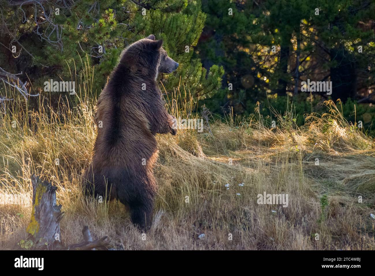 Female grizzly rearing up to look for danger, Chilko River, BC Stock Photo