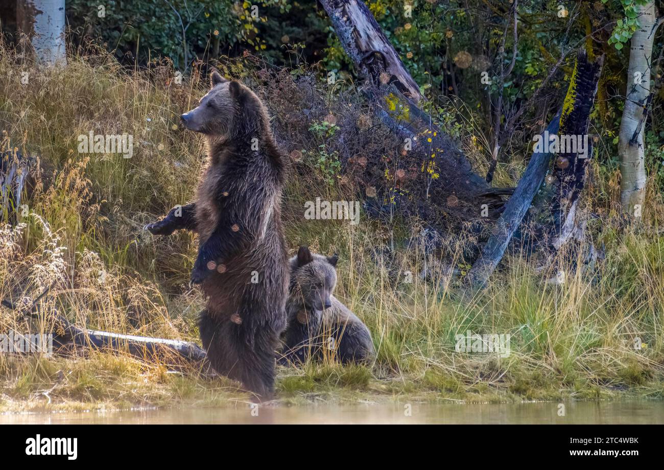 Rearing mother grizzly with cub and flying insects, Chilko River, BC Stock Photo