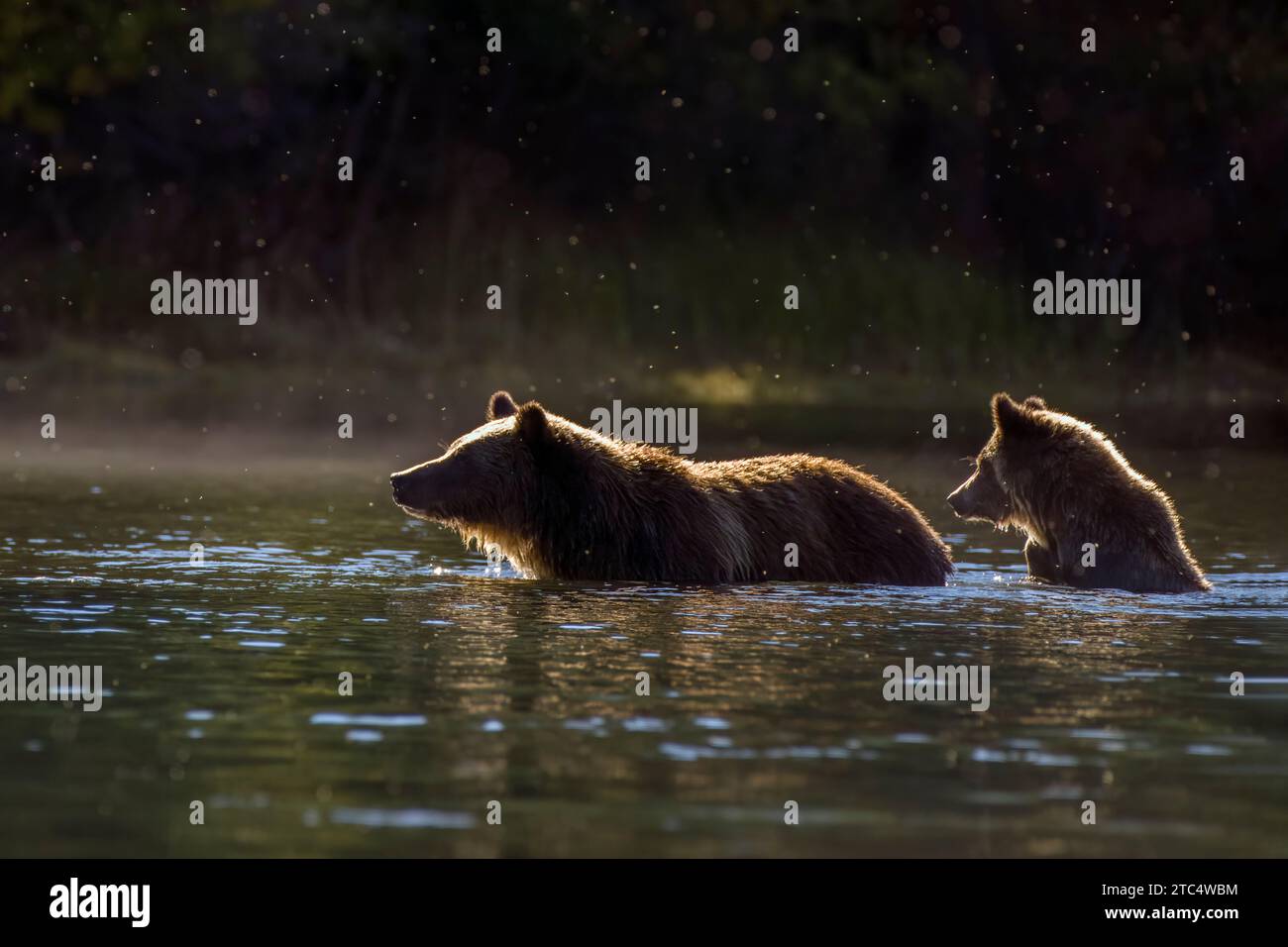 Rim lit grizzly bear with cub, Chilko River, BC Stock Photo