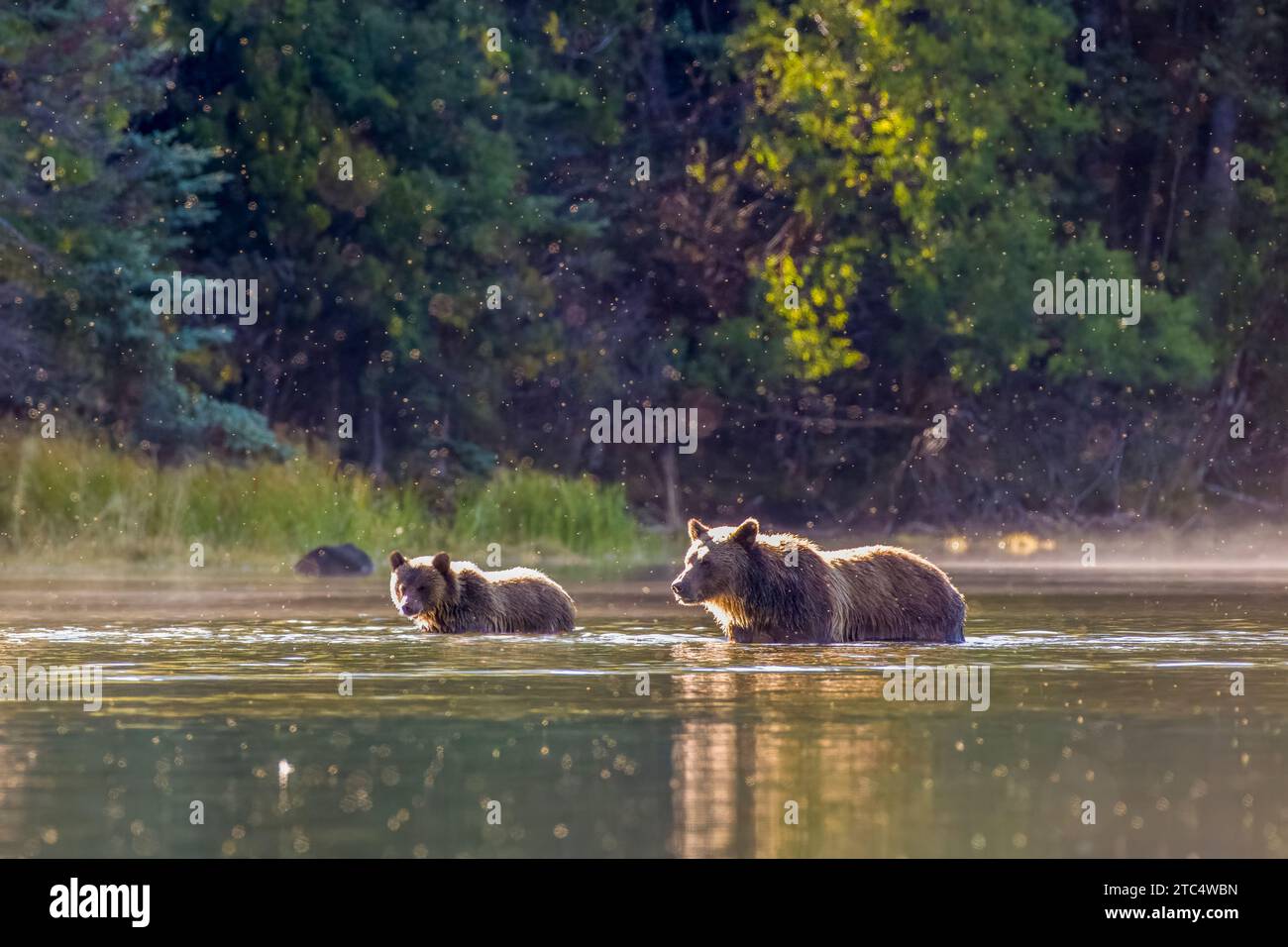 Rim lit mother grizzly and cub surrounded by insects, Chilko River, BC Stock Photo