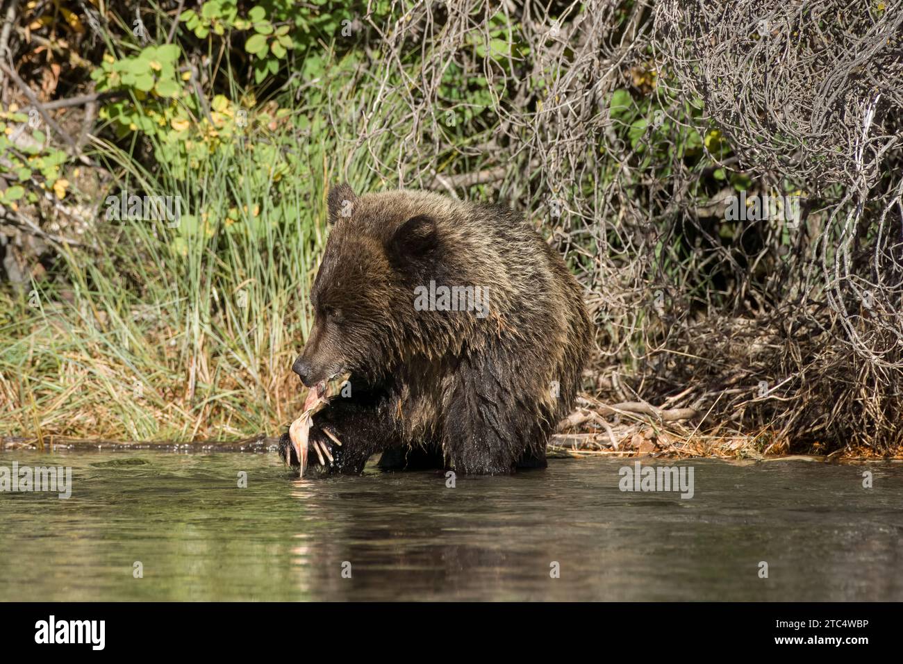 Grizzly cub with salmon skin in its claws, Chilko River, BC Stock Photo